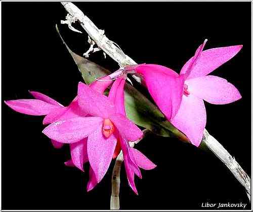 Dendrobium sulawesianum